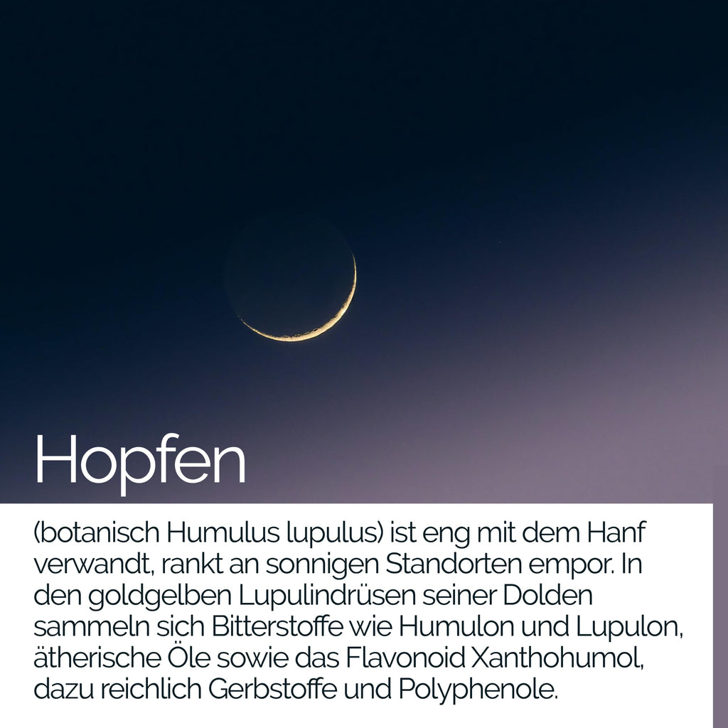 TAVI® Hopfen Extrakt Kapseln (Humulus lupulus, Hopfenzapfen / Hopfenblüten)