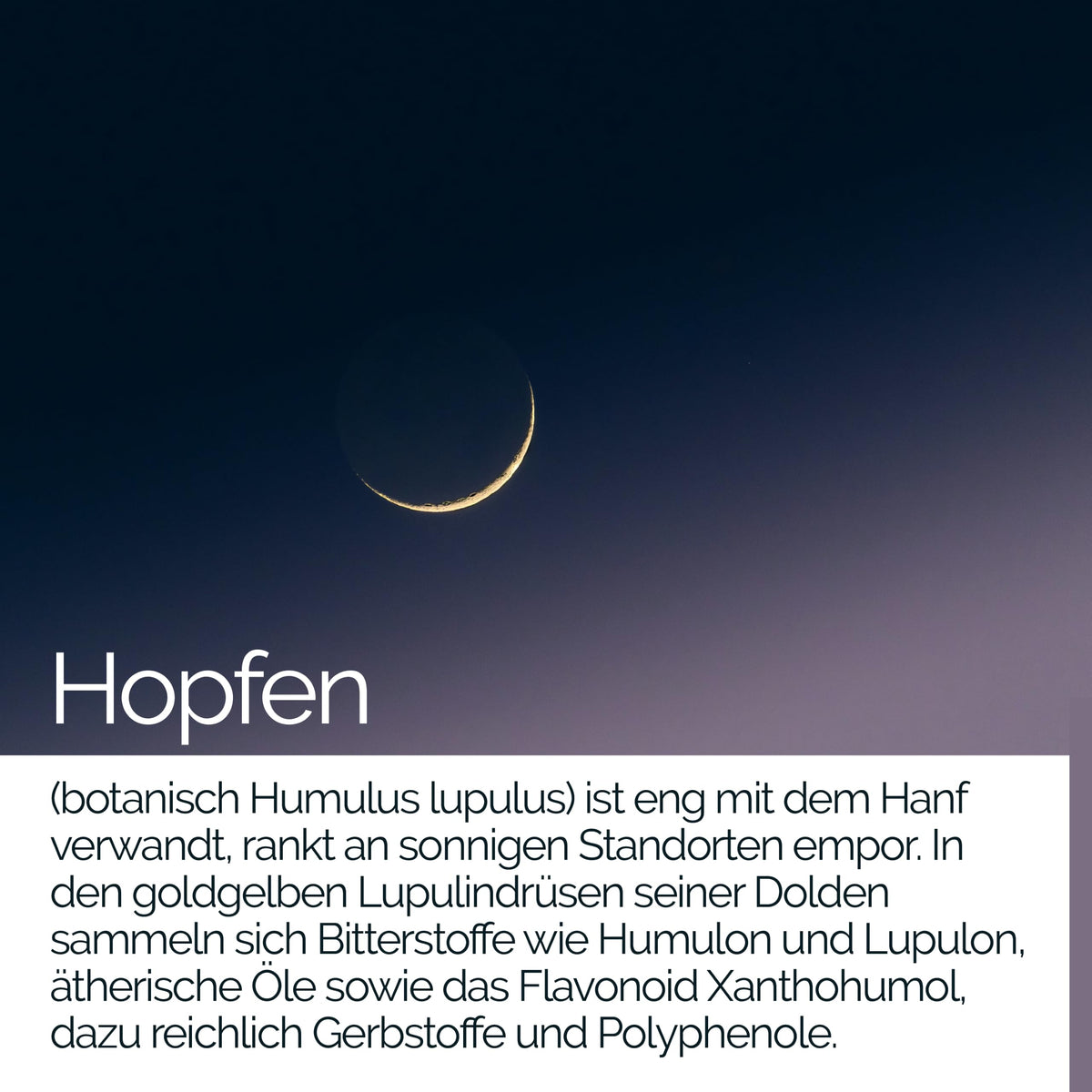 TAVI® Hopfen Extrakt Kapseln (Humulus lupulus, Hopfenzapfen / Hopfenblüten)