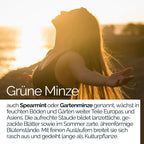 TAVI® Grüne Minze Extrakt Kapseln (Spearmint, Mentha spicata 10:1)