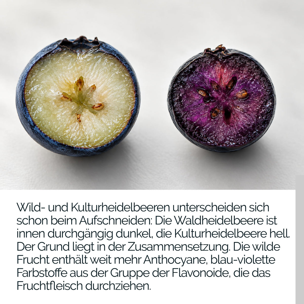 TAVI® Wald-Heidelbeere Extrakt Kapseln (Wildheidelbeere, Bilberry 15:1)