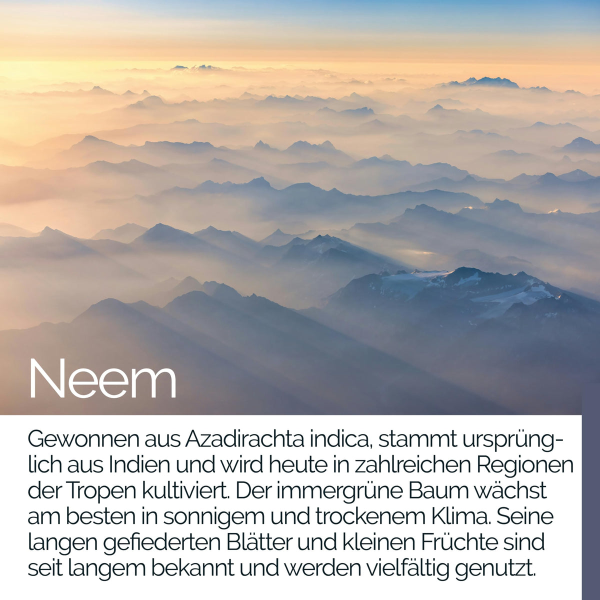 TAVI® Neem Frucht Extrakt Kapseln (Niem, Azadirachta indica 10:1)