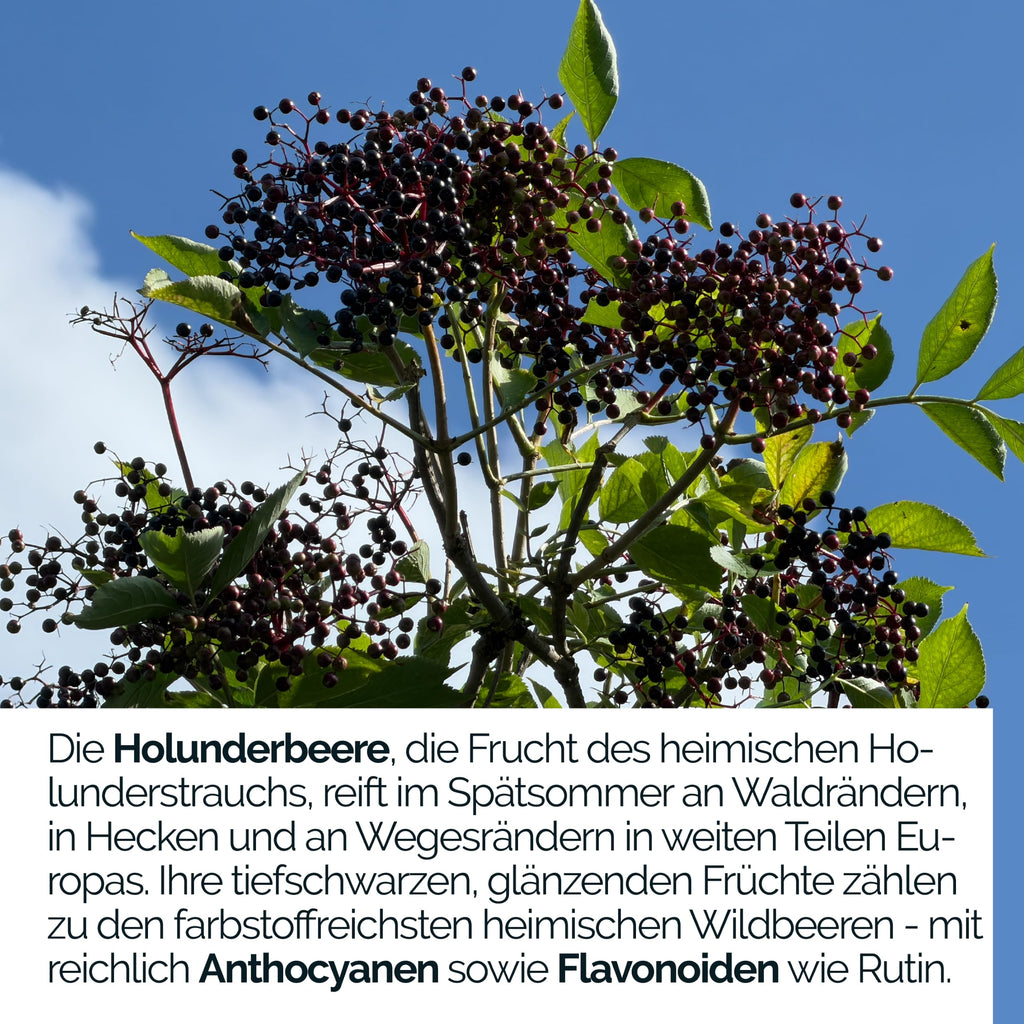 TAVI® Holunderbeeren Extrakt Kapseln (Sambucus nigra 15:1, Polyphenole)