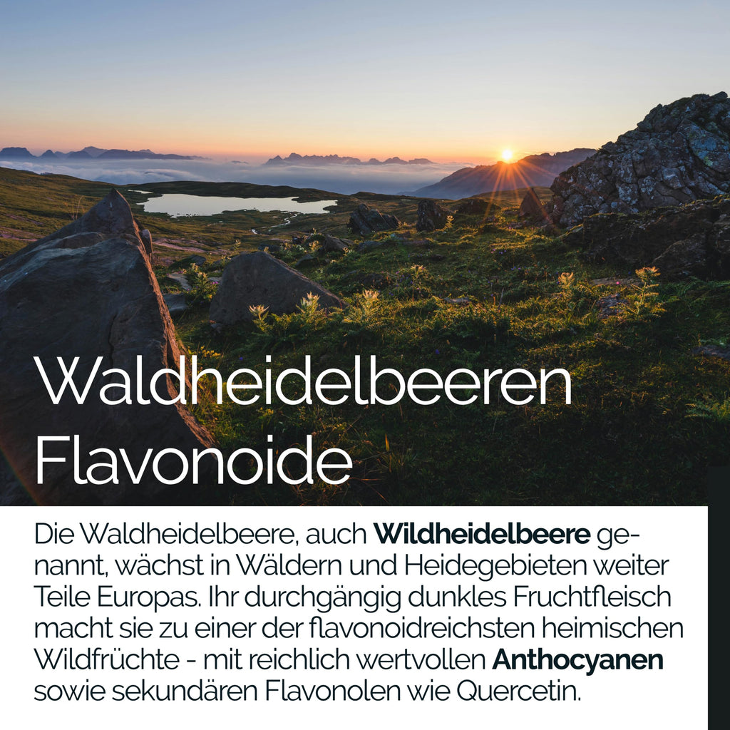 TAVI® Wald-Heidelbeere Extrakt Kapseln (Wildheidelbeere, Bilberry 15:1)